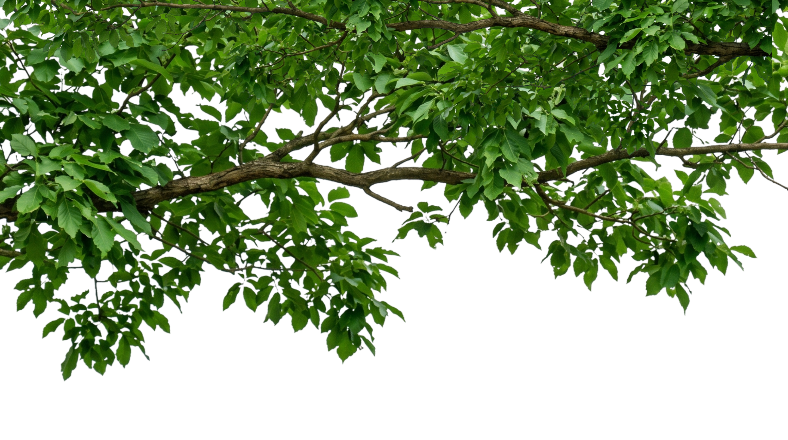 Branch 1