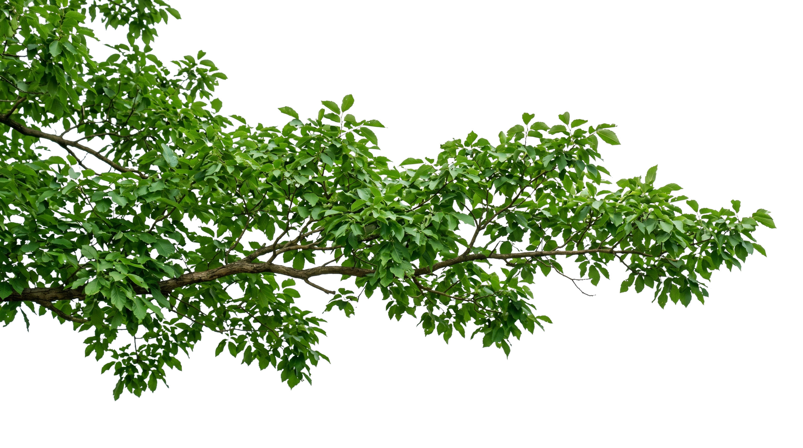Branch 2